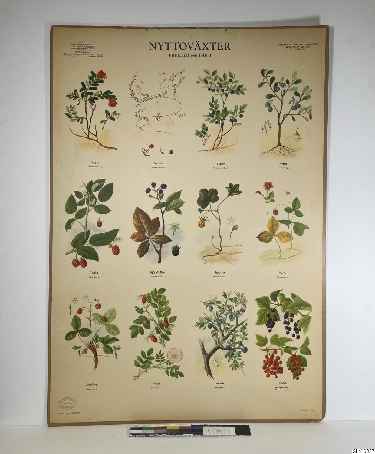 biologi, bilder, hemkunskap, skolplansch, Frukter och bär I, Nyttoväxter, Nyttoväxter: 1